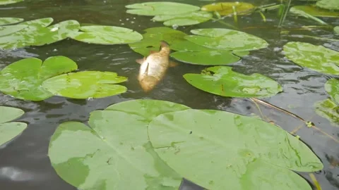  water pollution. Dead fish in the pond. An ecological catastrophe with fish. Stock Footage 135594644