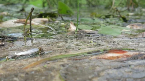 water pollution. Dead fish in the pond. An ecological catastrophe with fish. Stock Footage 135594663