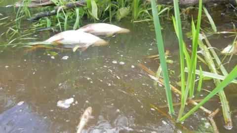  water pollution. Dead fish in the pond. An ecological catastrophe with fish. Stock Footage 135594664