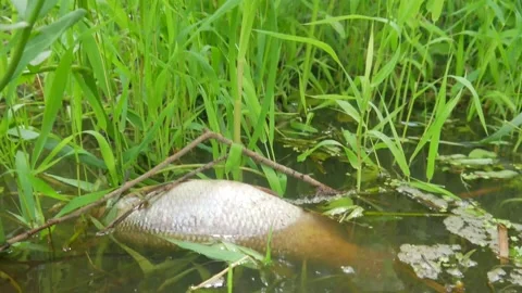  water pollution. Dead fish in the pond. An ecological catastrophe with fish. Stock Footage 135594665