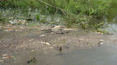  water pollution. Dead fish in the pond. An ecological catastrophe with fish. Stock Footage 135594666