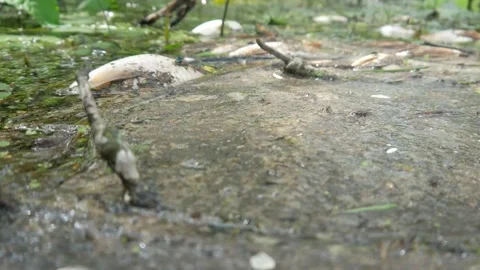  water pollution. Dead fish in the pond. An ecological catastrophe with fish. Stock Footage 135594667