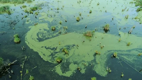 Water pollution ecology flying over green swamp Stock Footage 111951402