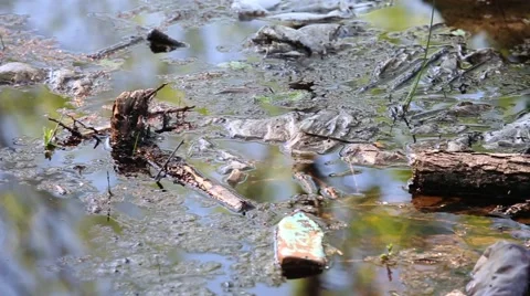 Water Pollution Stock Footage 57700389