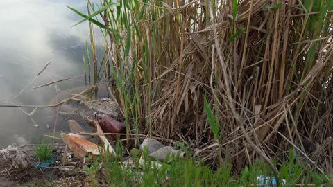 Water pollution / garbage in river Stock Footage 133421709