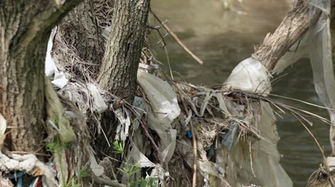 Water pollution - garbage on trees Stock Footage 35913663