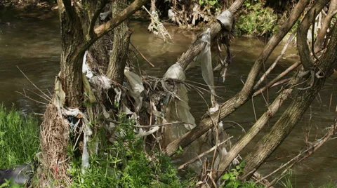 Water pollution - garbage on trees in river Stock Footage 35972611