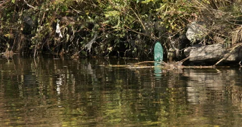 Water pollution, plastic bottle Stock Footage 164057870