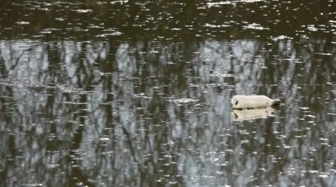 Water pollution - plastic bottle at surface Stock Footage 35971245