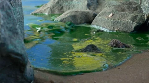 Water pollution in a river Stock Footage 78729913