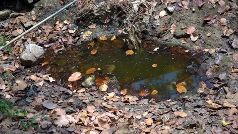 Water Pollution Threatening Our Forests Stock Footage 313565795