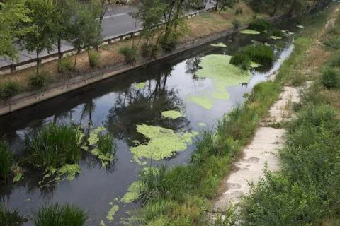 Water pollution in a urban river. Stock Photos