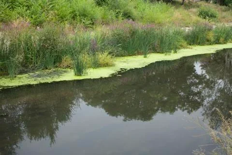 Water pollution in a urban river. Stock Photos