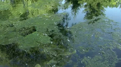 Water Pollution_HD Stock Footage 10569909