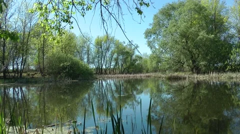 At the water (pond) Stock Footage 50262048