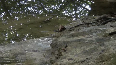Water in a pond Stock Footage 154890142