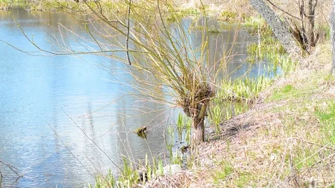 The water in the pond moving waves from the wind Stock Footage 89189474