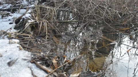 Water in pond or brook in spring with melting snow and old leafs Stock Footage 47037074