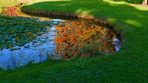Water Pond with Reflected Autumn Trees and Nymphea Flower in a Sunny Day 動画素材 220477607