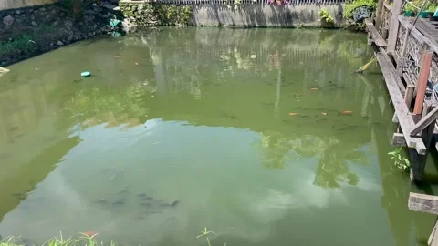 Water ponds full of fish Stock Footage 232829907