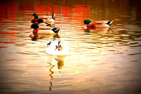 Water pool Stock Photos