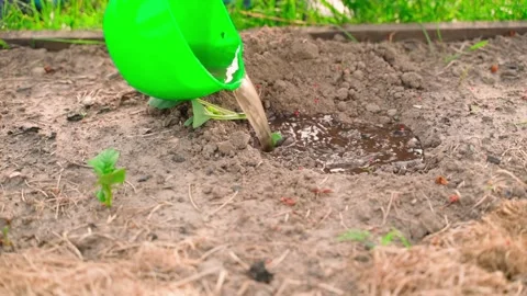 Water is poured into a recess with a sprout of white cabbage. Planting seedlings Stock Footage 249247059