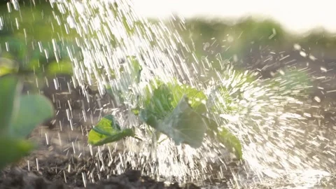 Water pouring on cabbage sprout at sunset Video stock 197719448