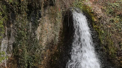 Water pouring down a rock with weeds and trees Stock Footage 130062016