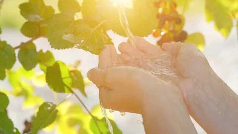 Water pouring in female hands on nature background, ecology concept Stock Footage