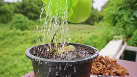 Water Pours in Slow Motion from a Green Watering Can onto a Sprouted Mango Seed Stock Footage 340249890