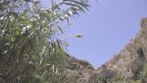 Water pours from the spring of Ein Gedi Stock Footage 83719635