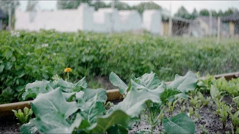 Water pours on young cabbage, growing at the backyard garden Video stock 199869975