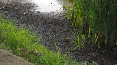 Water puddle evaporating from parched soil Stock Footage 331557344