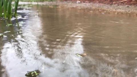 Water Puddle Stock Footage 88089842