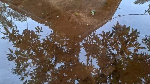 Water Puddle Reflecting Trees and Sky on Muddy Ground Stock Photos