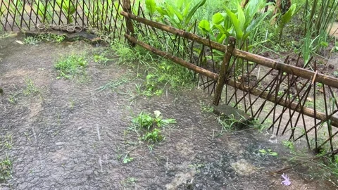 Water Puddles in the Backyard When It Rains Video stock 306517305