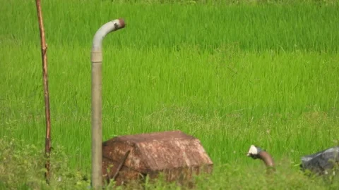 Water pump engine in rice field. | Stock Video | Pond5