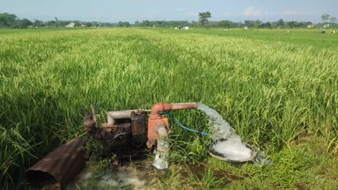 Water pump to irrigate rice fields. Stock Footage 243608620