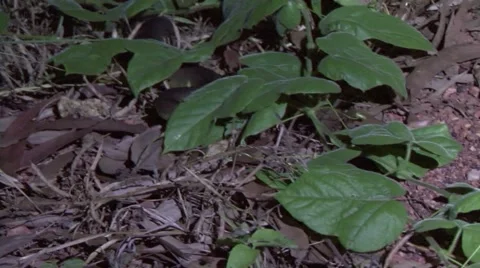 Water Python moving through grass smelling with tongue in the night 動画素材 57236538