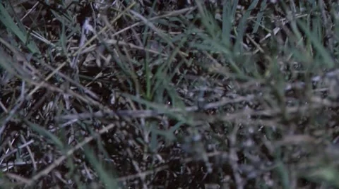 Water Python moving through grass smelling with tongue in the night Vidéo 57236551