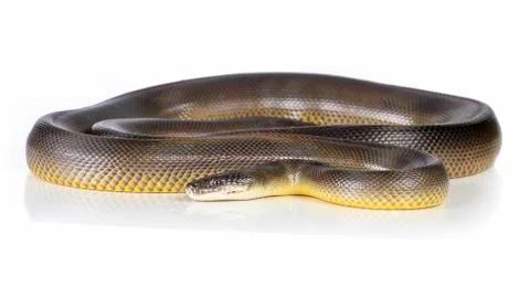 Water python Stock Photos