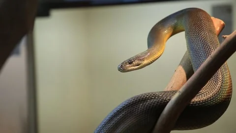 Water python snake Stock Footage 144574746
