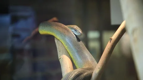 Water python snake 動画素材 146675427