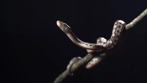 Water python snake or brown water python. Pythonidae snakes family. kept as pets Stock Footage 148405812