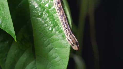 Water python snake or brown water python. Pythonidae snakes family. kept as pets 動画素材 148406068