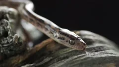 Small Python Snake On Hand Stock Photo 1394475107