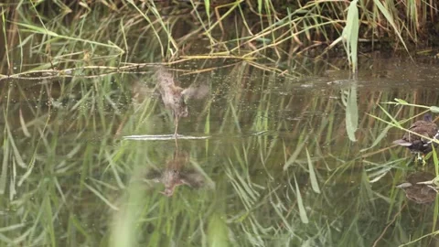 Water rail chick flapping wings in slow motion Stock-Footage 323725389