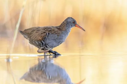 Water Rail Foraging in Sunset Reflection Stock Photos