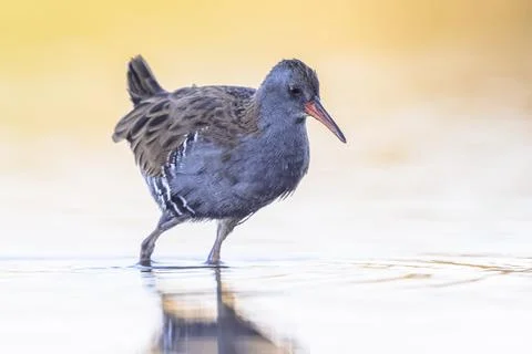 Water Rail Foraging in Sunset Reflection Stock Photos