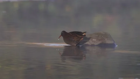 Water rail in the pond at the first light of dawn 2 4K-Italian nature Video stock 165884319